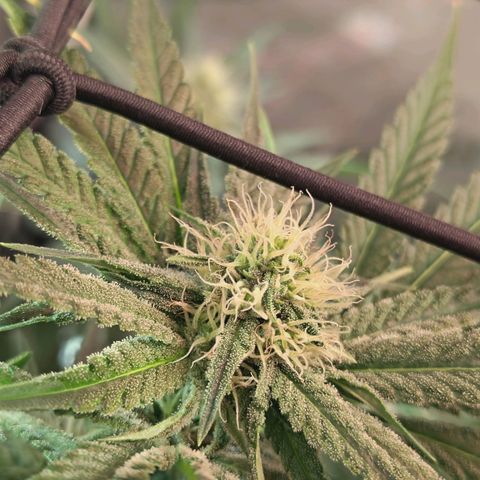 Hella Jelly #1 growlog timeline photo