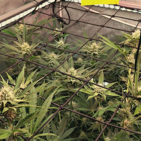 Hella Jelly #1 growlog timeline photo