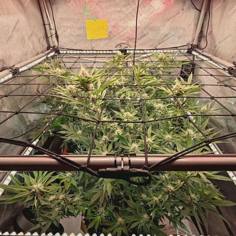 Hella Jelly #1 growlog timeline photo