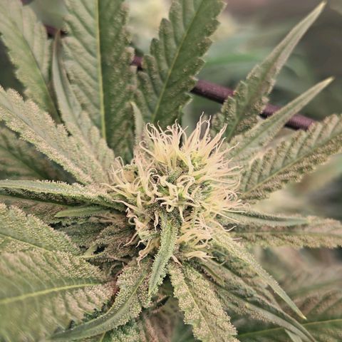 Hella Jelly #1 growlog timeline photo