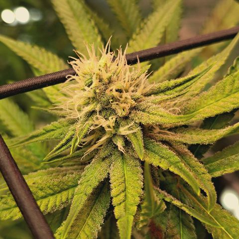 Hella Jelly #1 growlog timeline photo