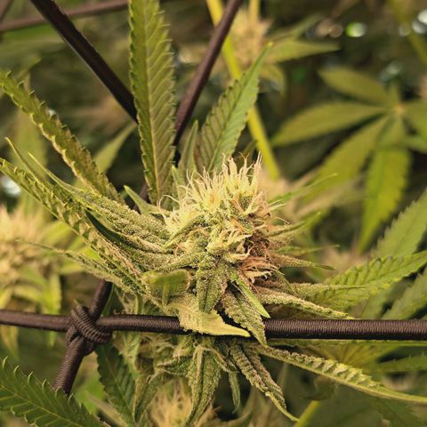 Hella Jelly #1 growlog timeline photo