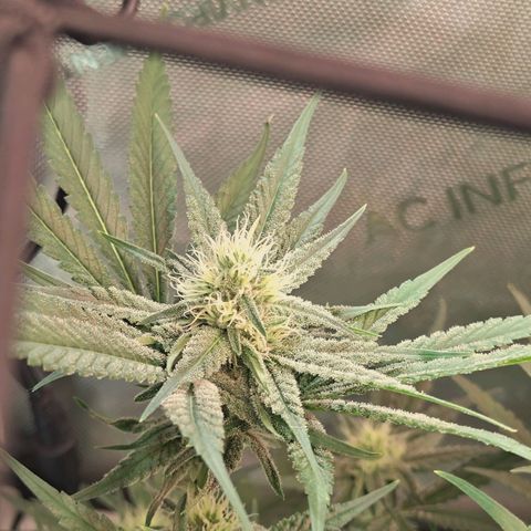 Hella Jelly #1 growlog timeline photo