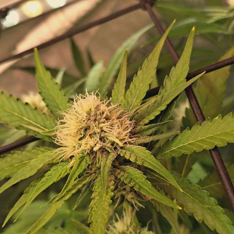 Hella Jelly #1 growlog timeline photo