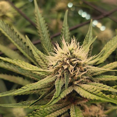 Hella Jelly #1 growlog timeline photo