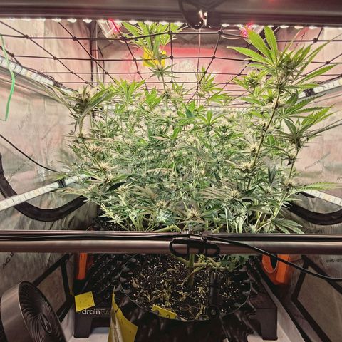 Hella Jelly #1 growlog timeline photo