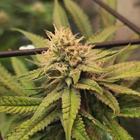 Hella Jelly #1 growlog timeline photo