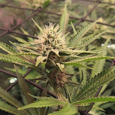 Hella Jelly #1 growlog timeline photo