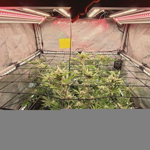 Hella Jelly #1 growlog timeline photo