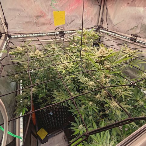 Hella Jelly #1 growlog timeline photo