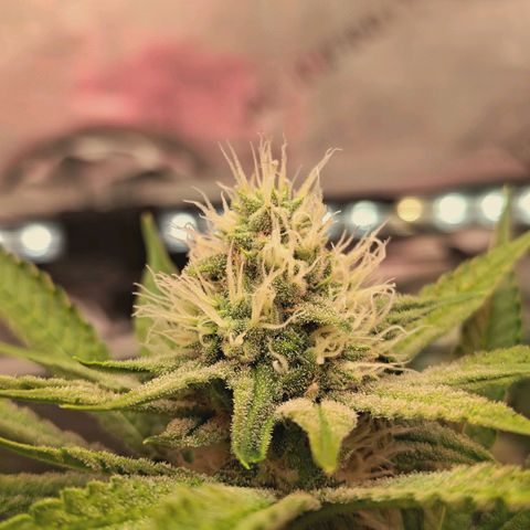 Hella Jelly #1 growlog timeline photo