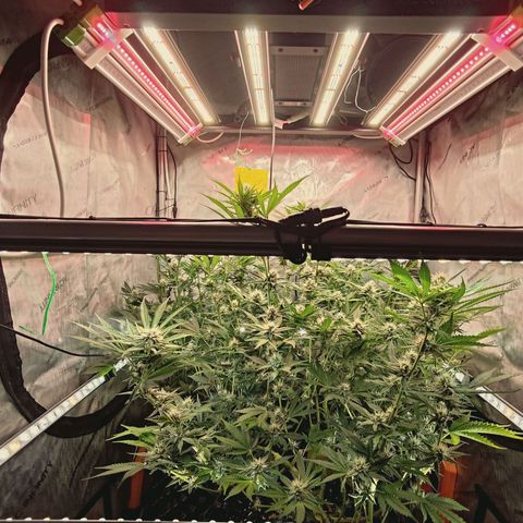 Hella Jelly #1 growlog timeline photo