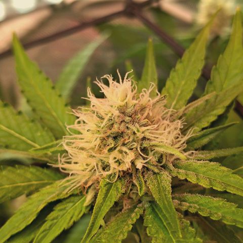 Hella Jelly #1 growlog timeline photo