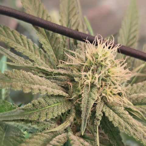 Hella Jelly #1 growlog timeline photo