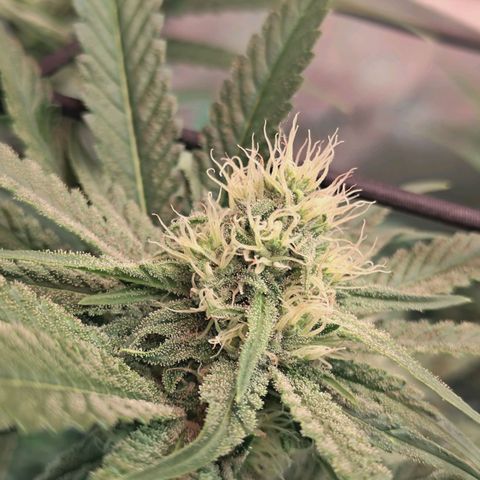 Hella Jelly #1 growlog timeline photo