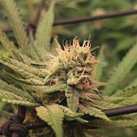 Hella Jelly #1 growlog timeline photo