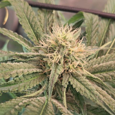 Hella Jelly #1 growlog timeline photo