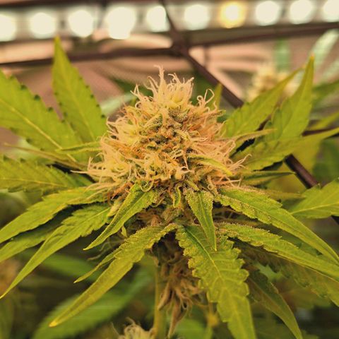 Hella Jelly #1 growlog timeline photo