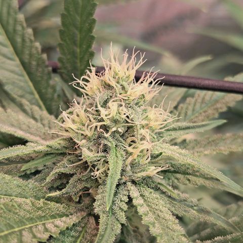 Hella Jelly #1 growlog timeline photo