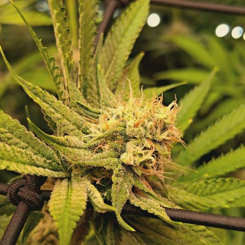 Hella Jelly #1 growlog timeline photo