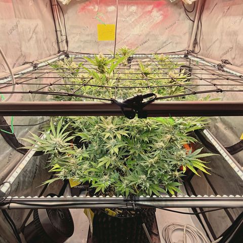 Hella Jelly #1 growlog timeline photo