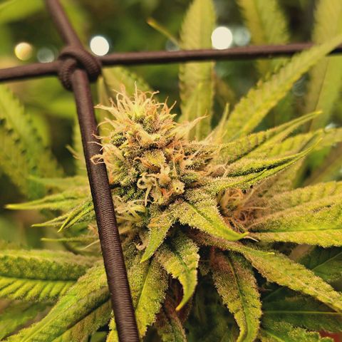 Hella Jelly #1 growlog timeline photo