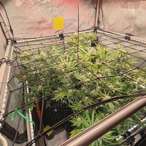 Hella Jelly #1 growlog timeline photo