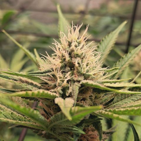 Hella Jelly #1 growlog timeline photo