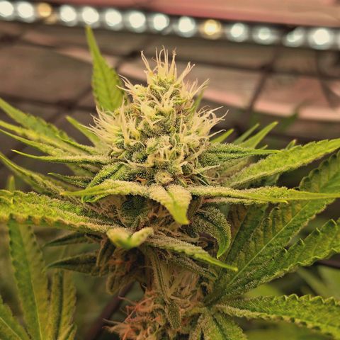 Hella Jelly #1 growlog timeline photo