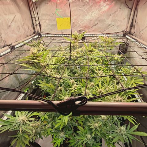 Hella Jelly #1 growlog timeline photo