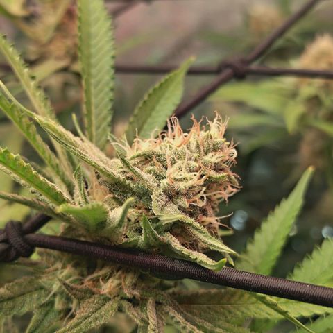 Hella Jelly #1 growlog timeline photo