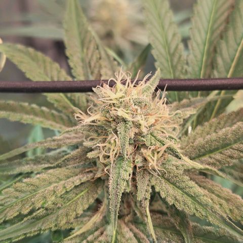 Hella Jelly #1 growlog timeline photo