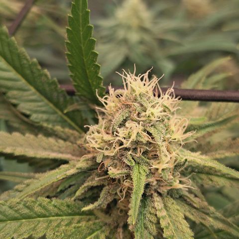 Hella Jelly #1 growlog timeline photo