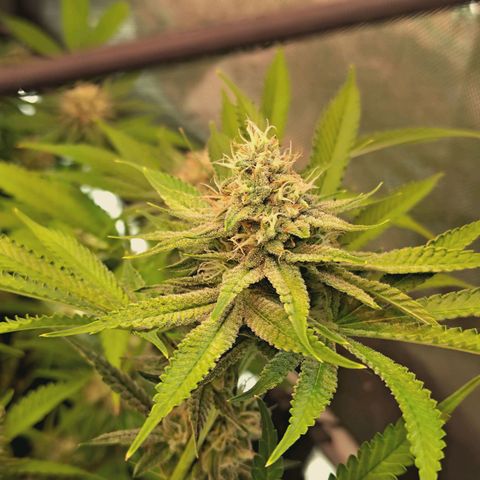Hella Jelly #1 growlog timeline photo