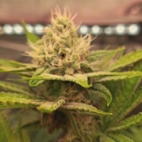 Hella Jelly #1 growlog timeline photo