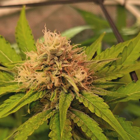 Hella Jelly #1 growlog timeline photo