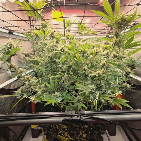 Hella Jelly #1 growlog timeline photo