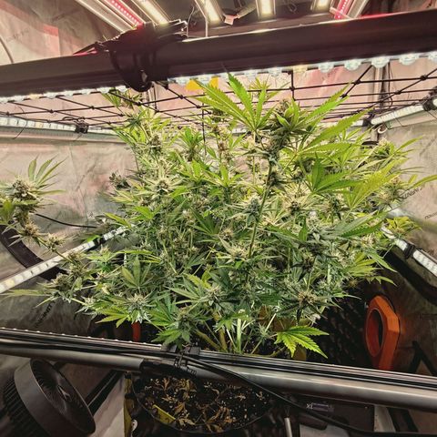 Hella Jelly #1 growlog timeline photo
