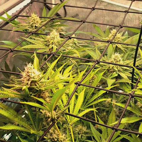 Hella Jelly #1 growlog timeline photo