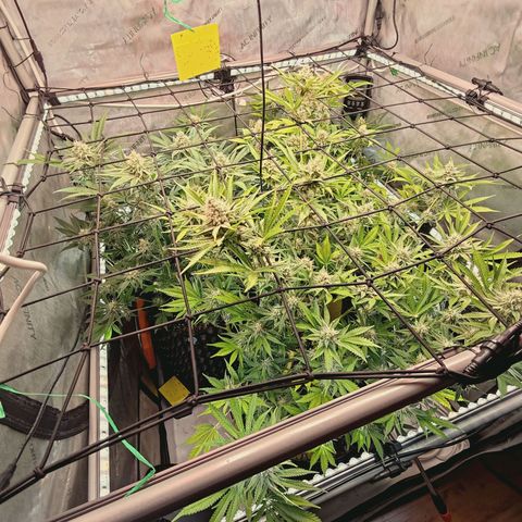 Hella Jelly #1 growlog timeline photo