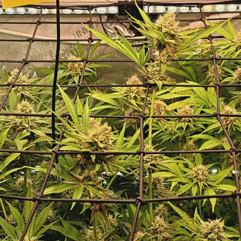 Hella Jelly #1 growlog timeline photo