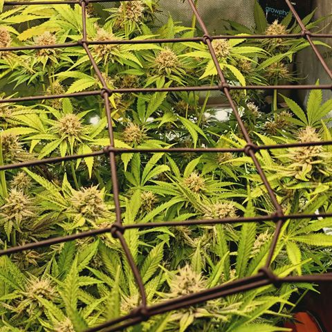 Hella Jelly #1 growlog timeline photo