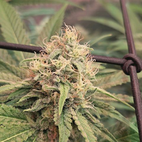 Hella Jelly #1 growlog timeline photo