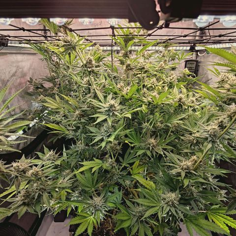 Hella Jelly #1 growlog timeline photo