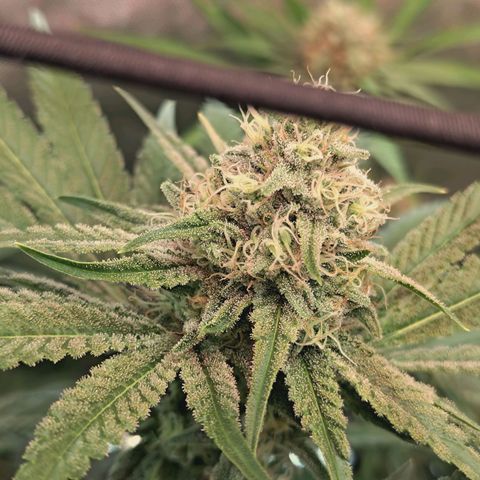 Hella Jelly #1 growlog timeline photo