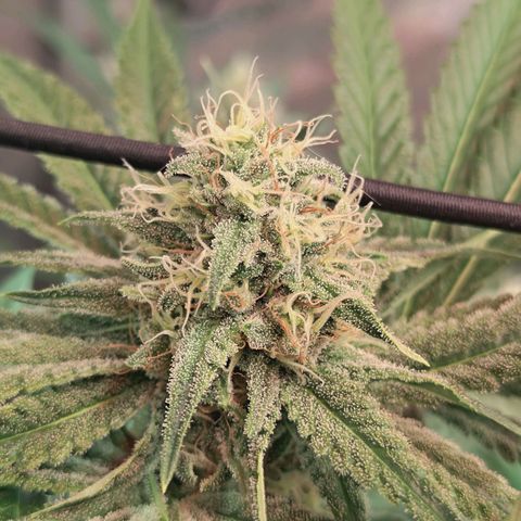 Hella Jelly #1 growlog timeline photo