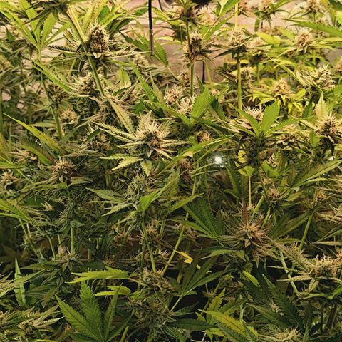Hella Jelly #1 growlog timeline photo