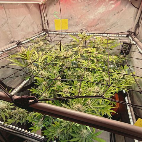 Hella Jelly #1 growlog timeline photo