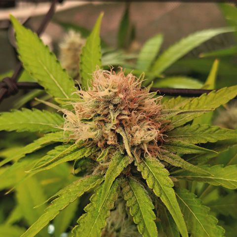 Hella Jelly #1 growlog timeline photo