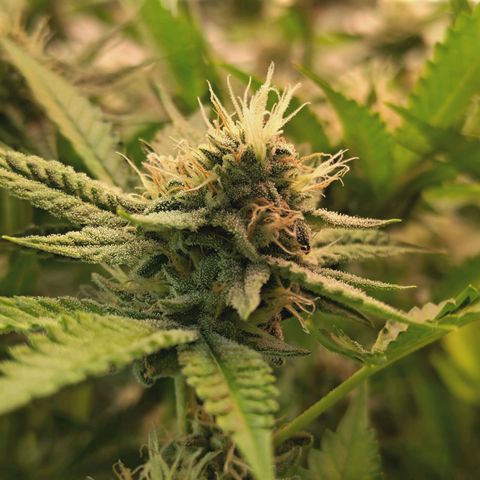 Hella Jelly #1 growlog timeline photo